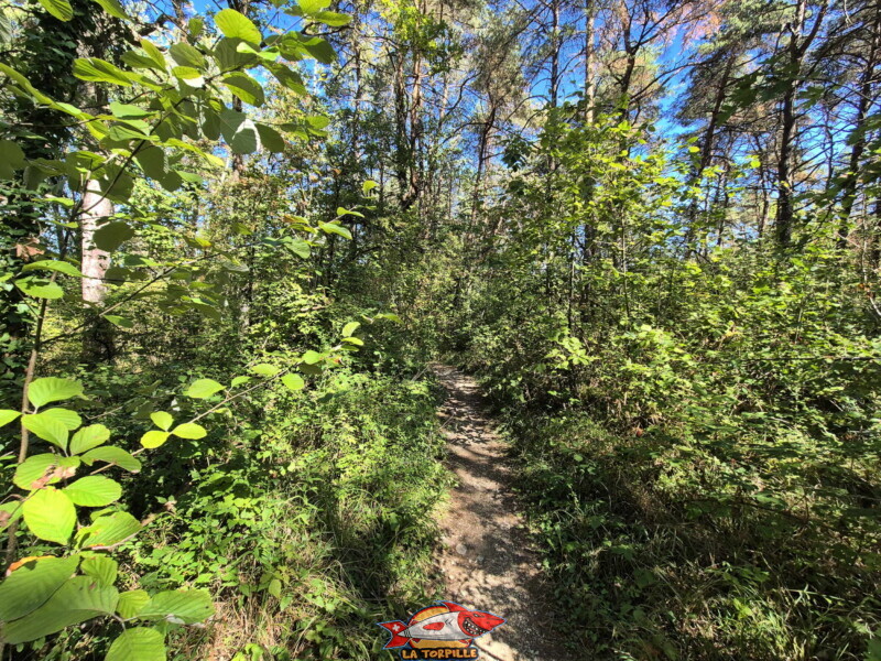 Un passage dans la forêt.