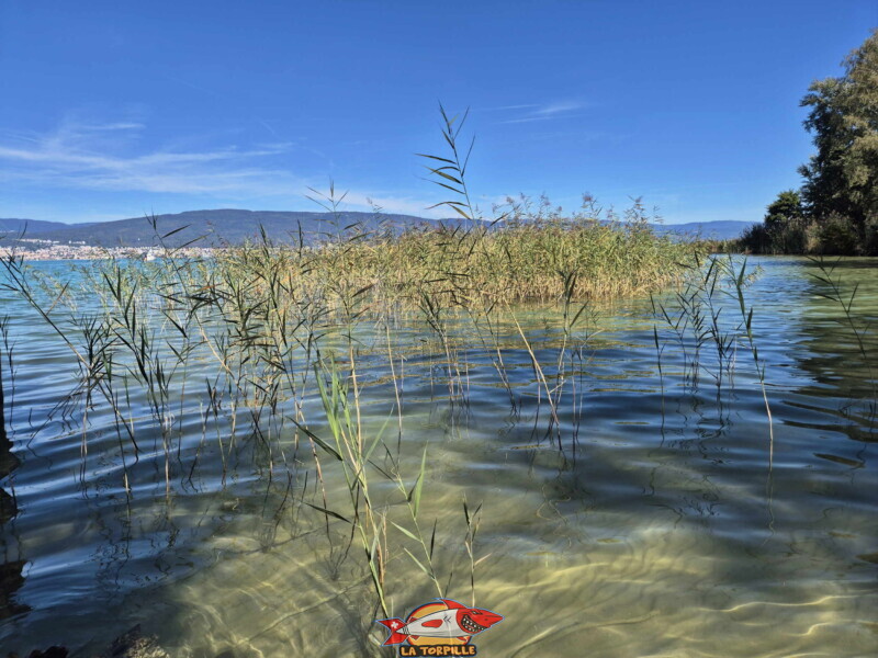 Les image de la plage de Chabrey depuis le lac.