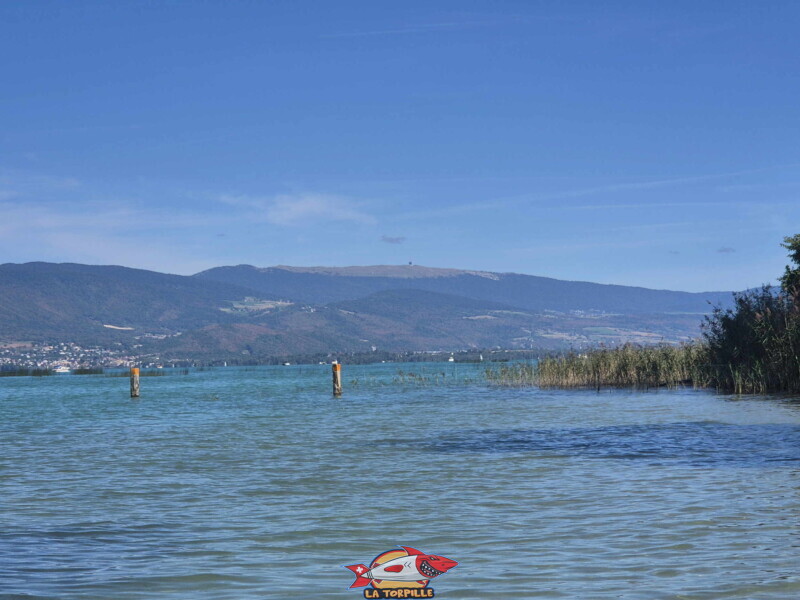 Les piquets au nord de la zone de baignade. En arrière-plan, le Chasseral. Les piquets au nord de la zone de baignade. En arrière-plan, le Chasseral.