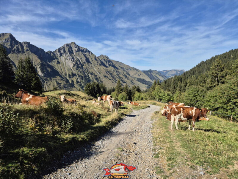 Redescente à Tovassière